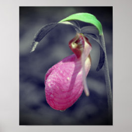 Póster Lady Slipper Flor Color Parcial Negro Y Blanco