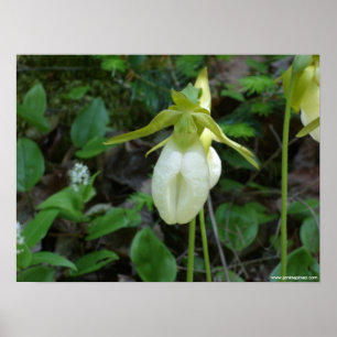 Póster Lady slipper poster