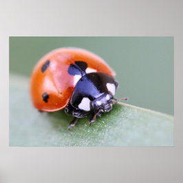 Póster Ladybug