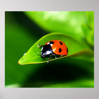 Póster Ladybug