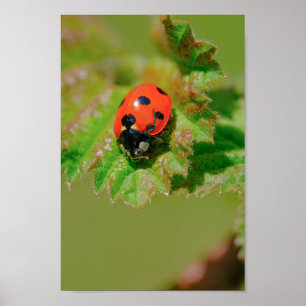 Póster Ladybug