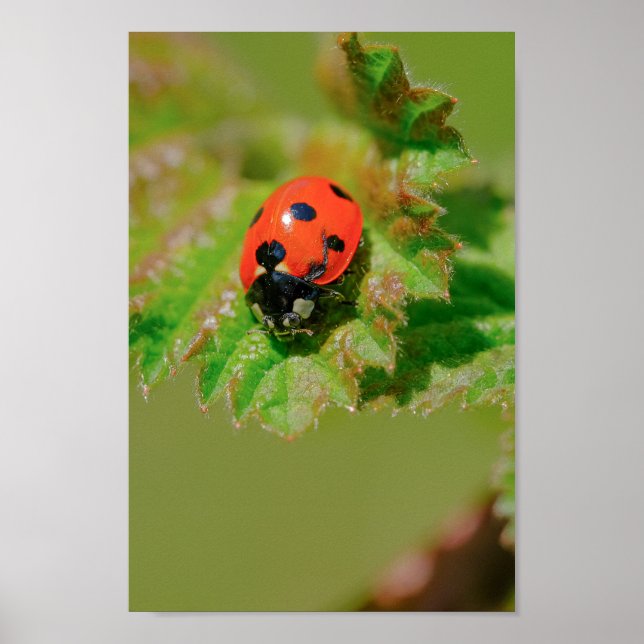 Póster Ladybug (Frente)