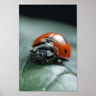 Póster Ladybug