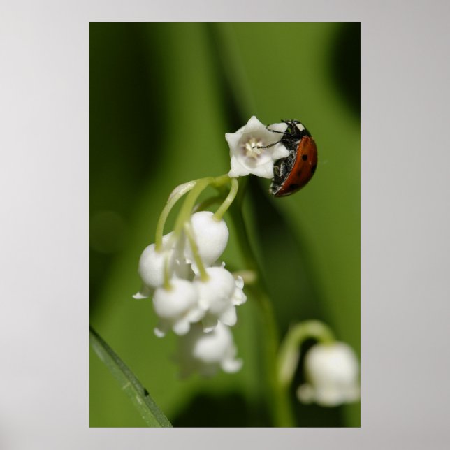 Póster Ladybug (Frente)