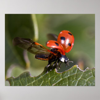 Póster Ladybug