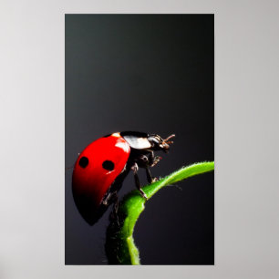 Póster Ladybug