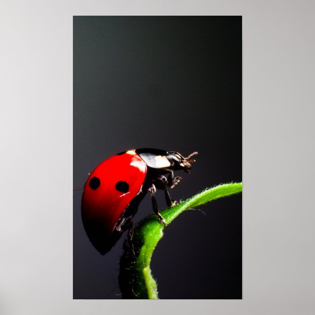 Póster Ladybug (Frente)
