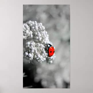 Póster Ladybug - B&W