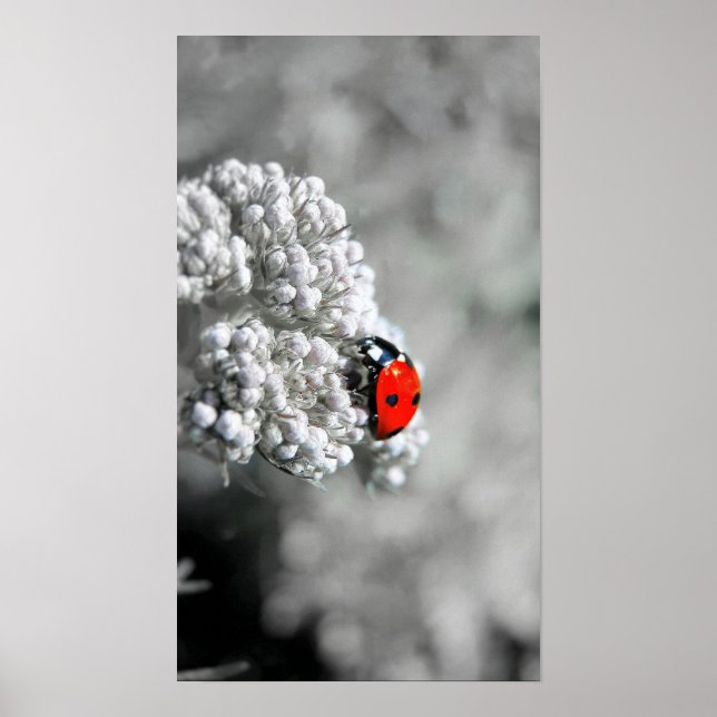 Póster Ladybug - B&W (Frente)