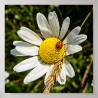 Ladybug en Daisy