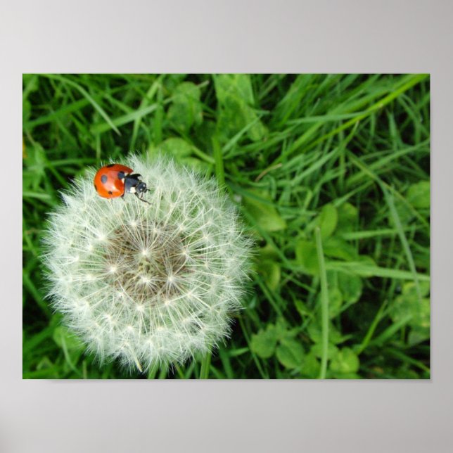 Póster Ladybug en dandelion (Frente)