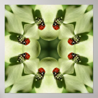 Ladybug En Dogwood Resumen El Espejo De La Natural