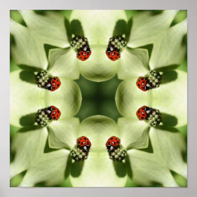 Póster Ladybug En Dogwood Resumen El Espejo De La Natural (Frente)