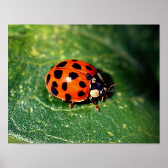 Póster Ladybug En El Cierre De La Hoja (Frente)