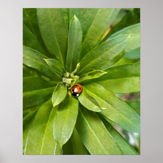 Póster Ladybug en Flores (Frente)