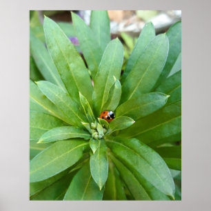 Póster Ladybug en Flores
