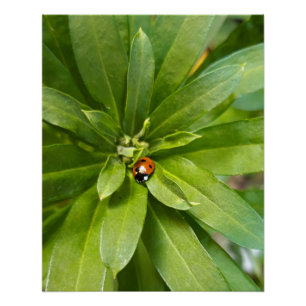 Póster Ladybug en Flores
