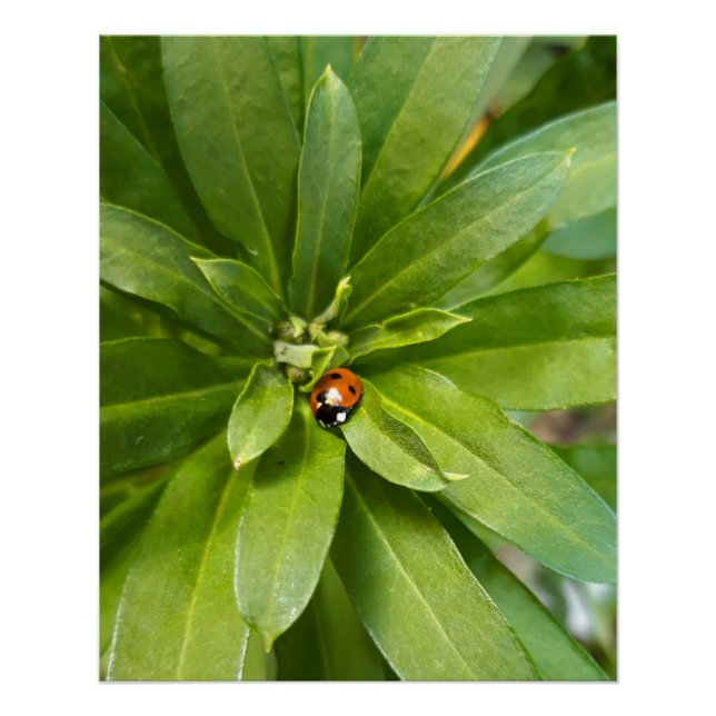 Póster Ladybug en Flores (Anverso)