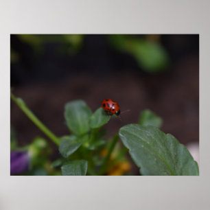 Póster Ladybug en Flores