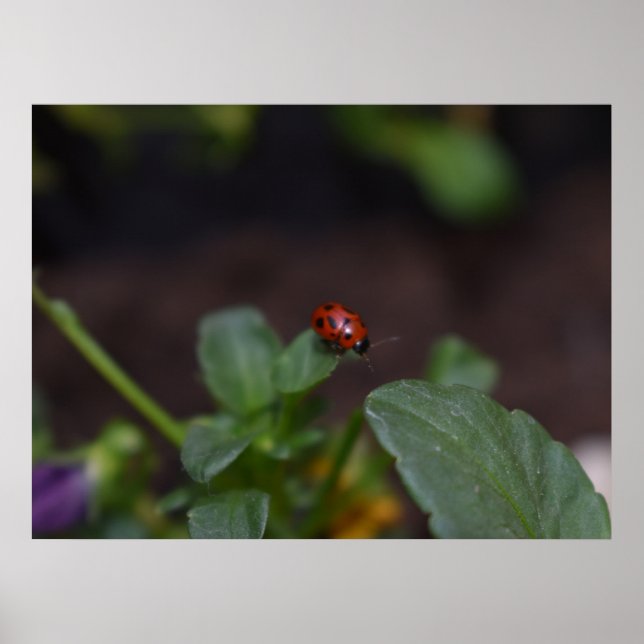 Póster Ladybug en Flores (Frente)