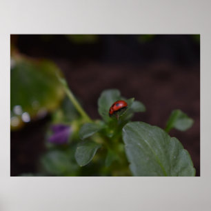 Póster Ladybug en Flores