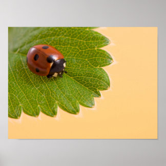 Póster Ladybug en Green Leaf