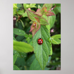 Póster ladybug en la hoja