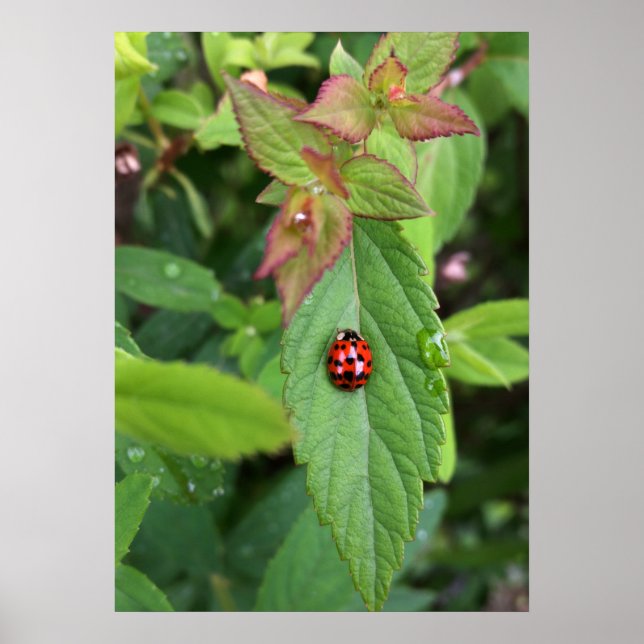 Póster ladybug en la hoja (Frente)