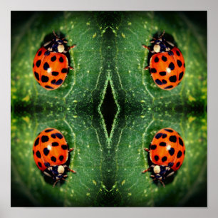 Póster Ladybug En Leaf Close Resumen