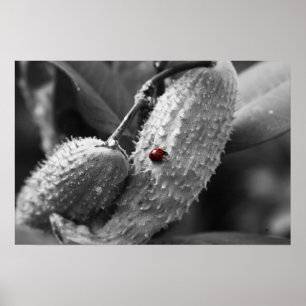 Póster Ladybug en Milkweed