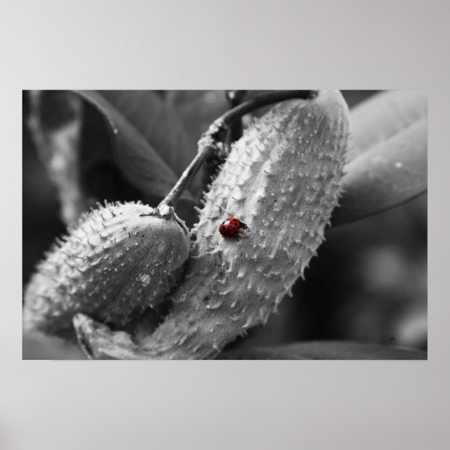 Póster Ladybug en Milkweed (Frente)