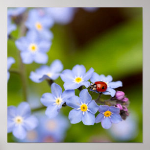 Póster Ladybug en olvida-me-not