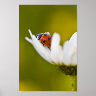 Póster Ladybug en Oxeye Daisy