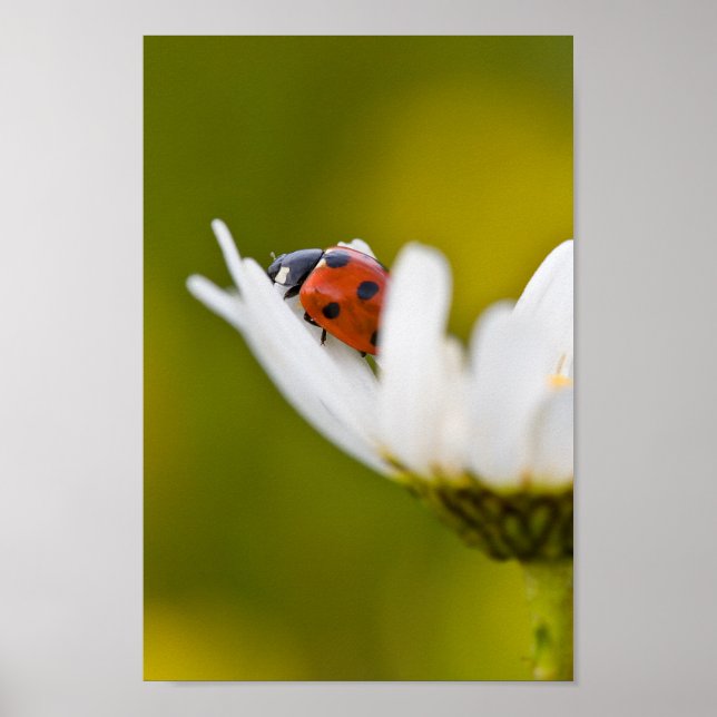 Póster Ladybug en Oxeye Daisy (Frente)