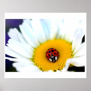 Póster Ladybug en White Daisy