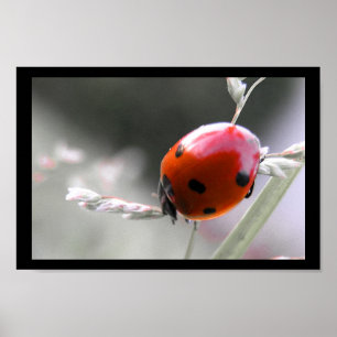 Póster Ladybug Poster