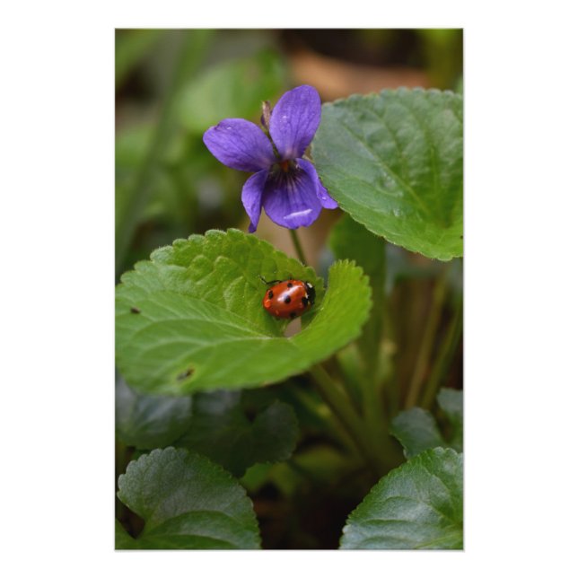 Póster Ladybug sobre las dulces flores violetas (Anverso)