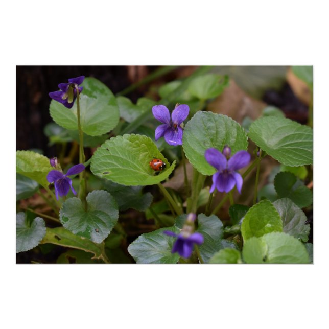 Póster Ladybug sobre las dulces flores violetas (Anverso)