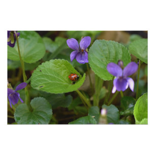 Póster Ladybug sobre las dulces flores violetas
