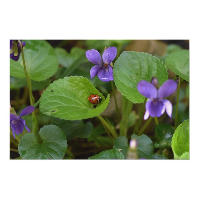 Póster Ladybug sobre las dulces flores violetas (Anverso)