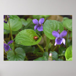 Póster Ladybug sobre las dulces flores violetas