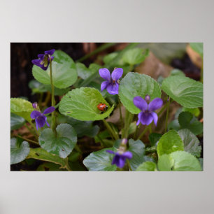 Póster Ladybug sobre las dulces flores violetas