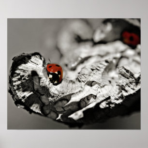Póster Ladybugs
