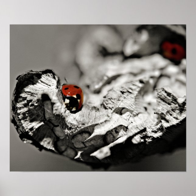 Póster Ladybugs (Frente)