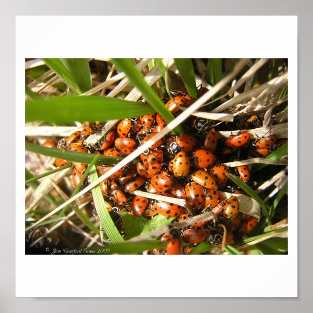 Póster Ladybugs (Coccinellidae) (Frente)