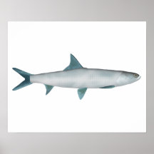 Ladyfish de Hawái