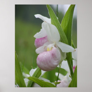 Póster Ladyslipper in the Rain