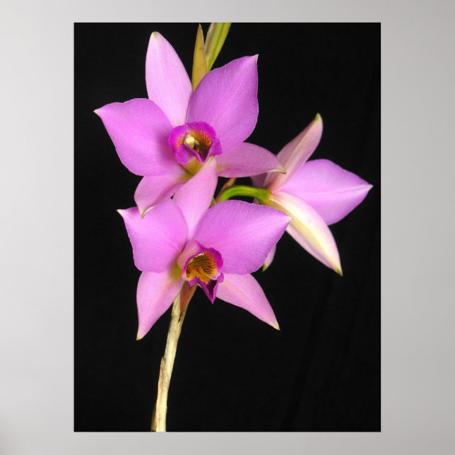 Póster Laelia Anceps (Frente)