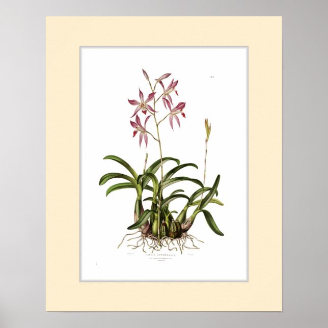 Póster Laelia autumnalis, frontera Personalizado (Frente)