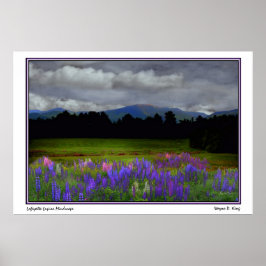 Póster Lafayette Lupine Mindscape